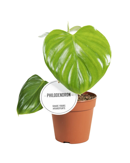 Baumfreund – Philodendron Pittieri – ↕30 cm – Ø12 cm - Plantabulous