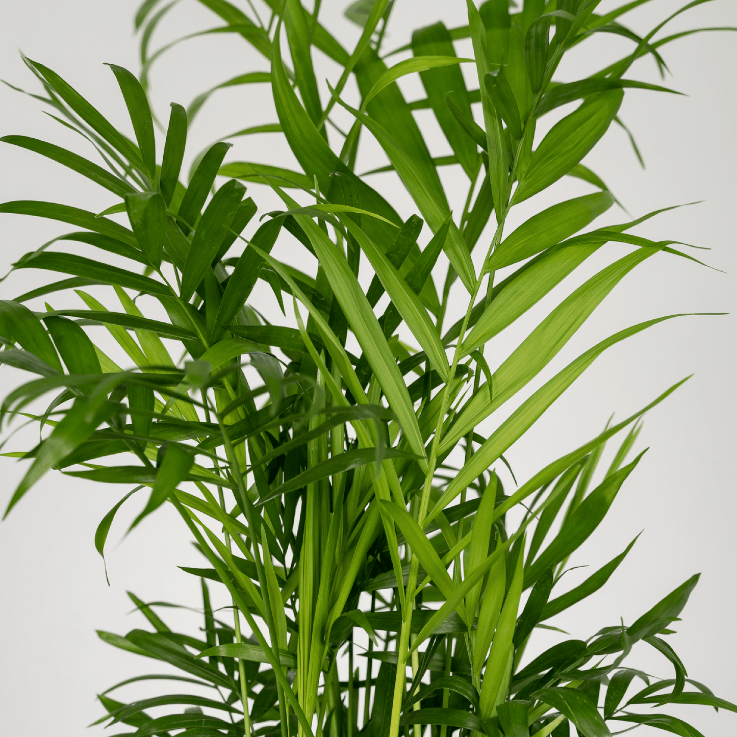 Pflanzen Set - 2 Pflanzen - Palmlilie - Chamaedorea Elegans - ↑40cm - Ø12 cm