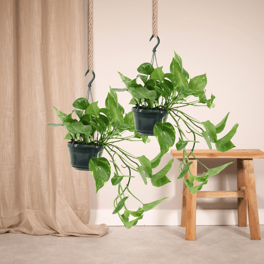 Pflanzen Set – 2 Pflanzen – Efeutute – Epipremnum 'Aureum' (Scindapsus) – ↑25 cm – Ø15 cm