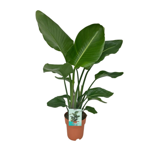 Paradiesvogelpflanze - Baum Strelitzie - Strelitzia nicolai – 90 cm – Ø19 cm - Plantabulous