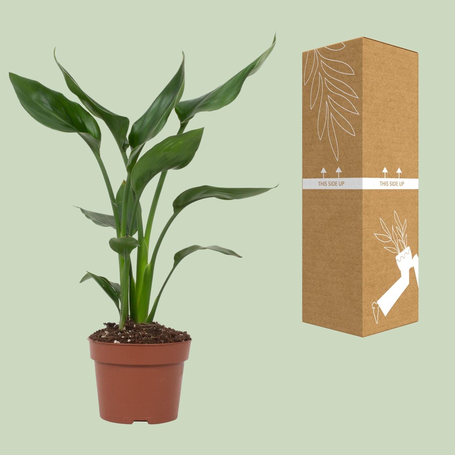 Strelitzia Reginae - Ø12cm - ↕35cm - Plantabulous