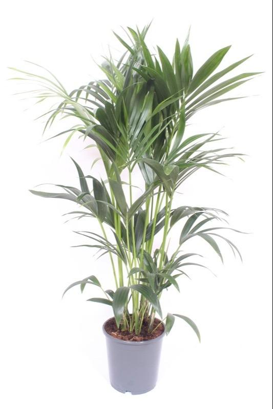 Kentiapalme – Howea Forsteriana – ↑120 cm – Ø24 cm