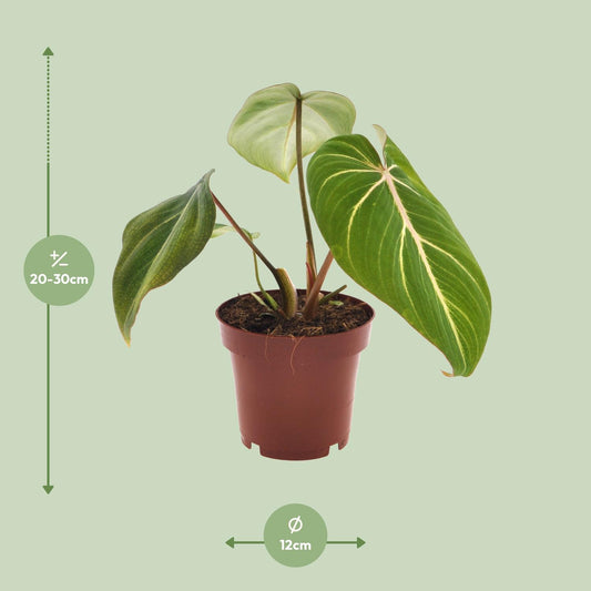 Philodendron – Philodendron 'Selloum Atom' – ↑25 cm – Ø12 cm