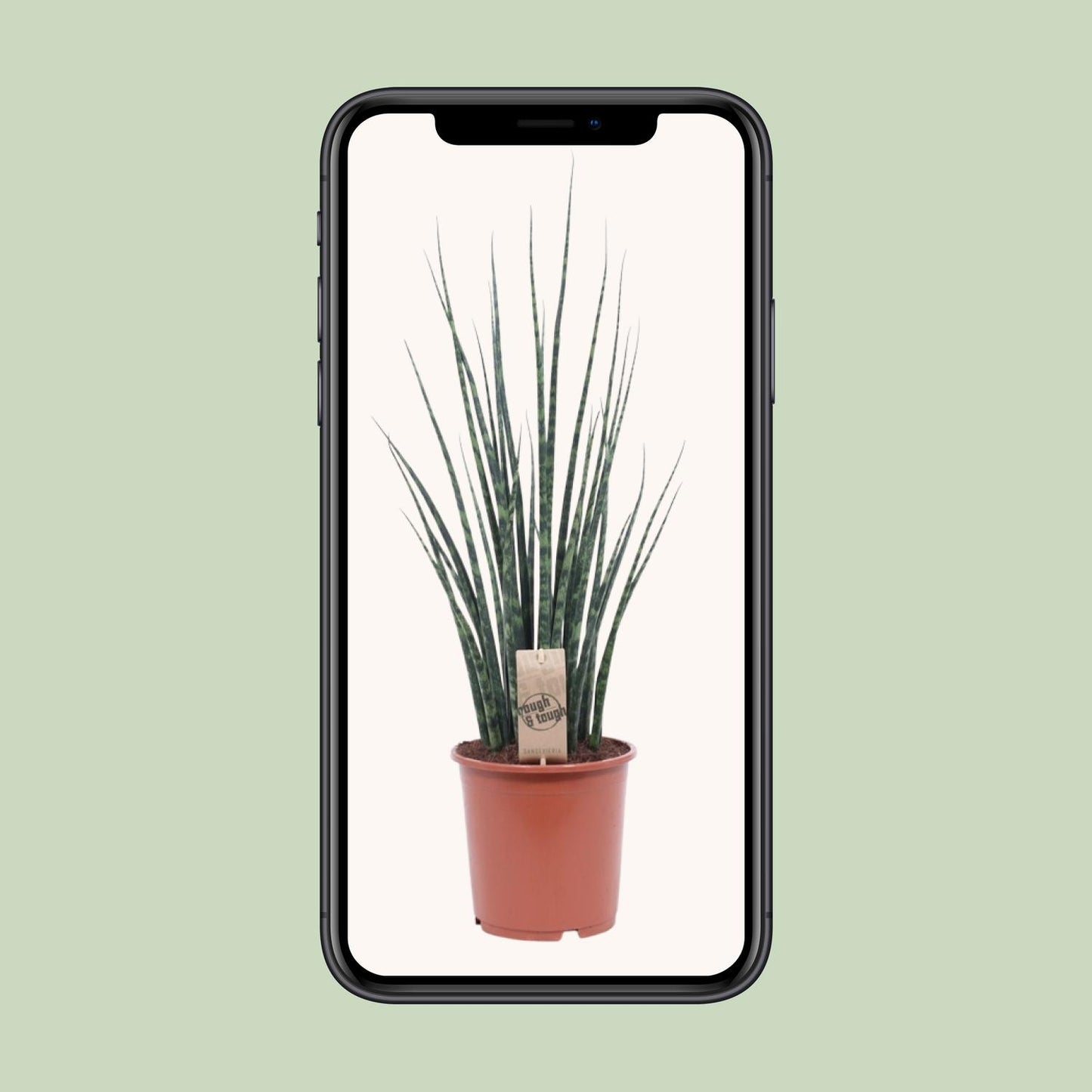 Bogenhanf – Sansevieria Fernwood 'Mikado' – ↑80 cm – Ø19 cm