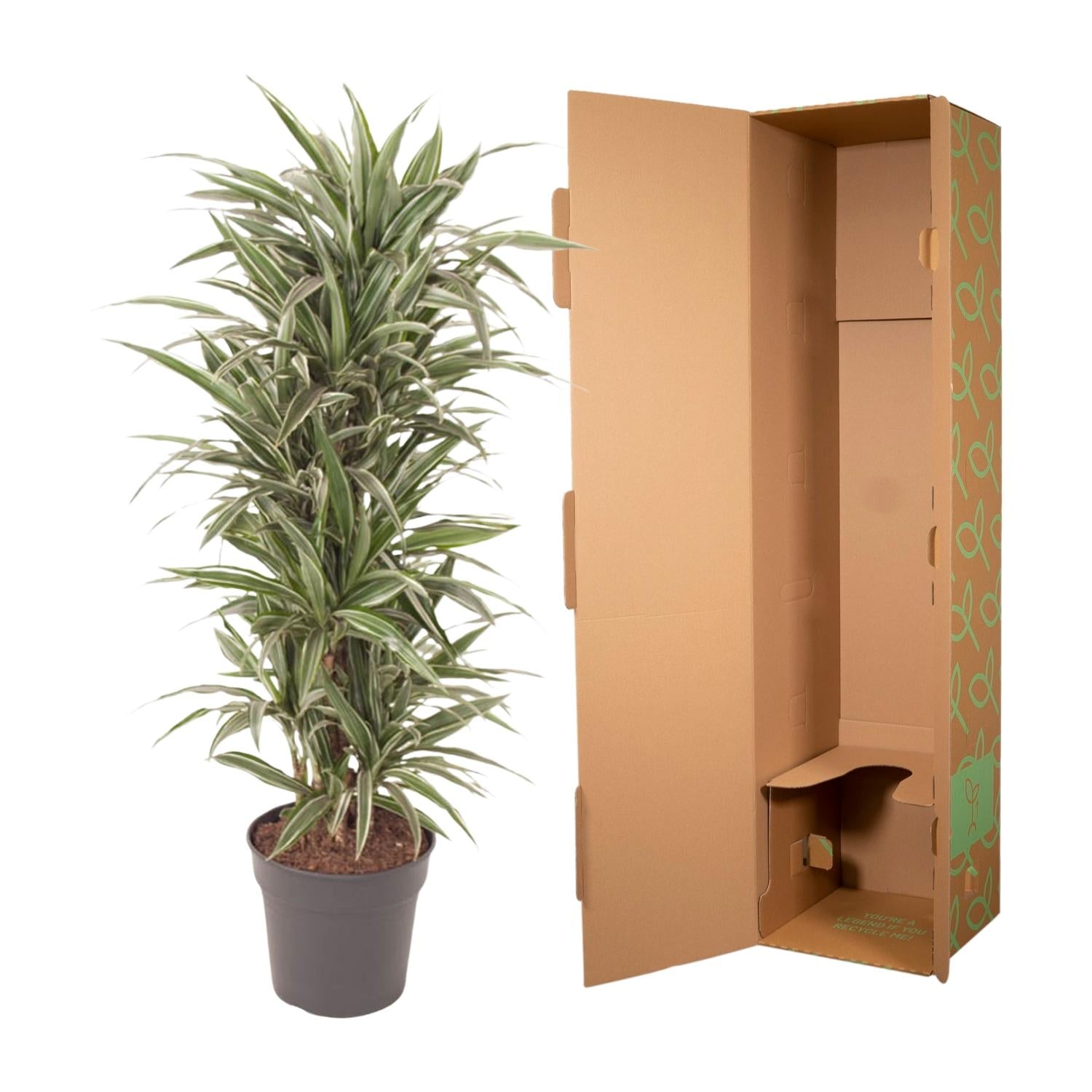 Drachenbaum – Dracaena Warneckei – 140 cm – Ø31 cm - Plantabulous