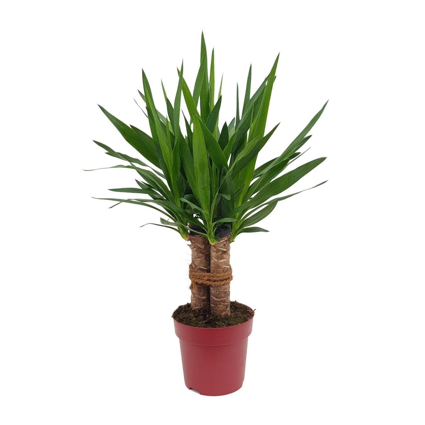 Yucca "Tres Cañas" 30 Stam P19 - Ø19cm - ↕70cm - Plantabulous