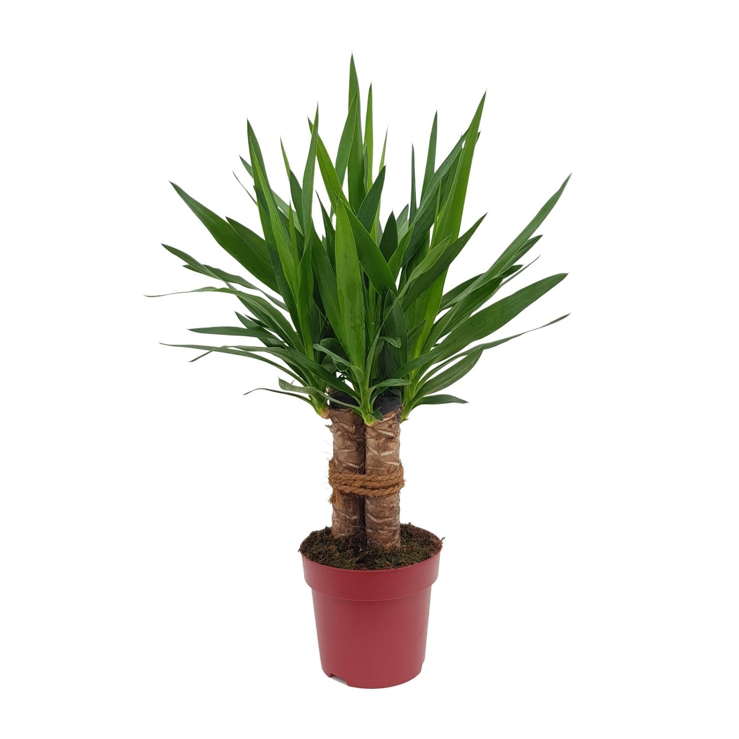 Yucca "Tres Cañas" 30 Stam P19 - Ø19cm - ↕70cm - Plantabulous