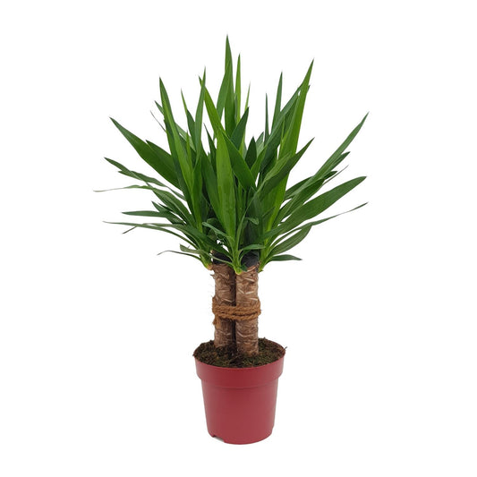 Yucca "Tres Cañas" 30 Stam P19 - Ø19cm - ↕70cm - Plantabulous