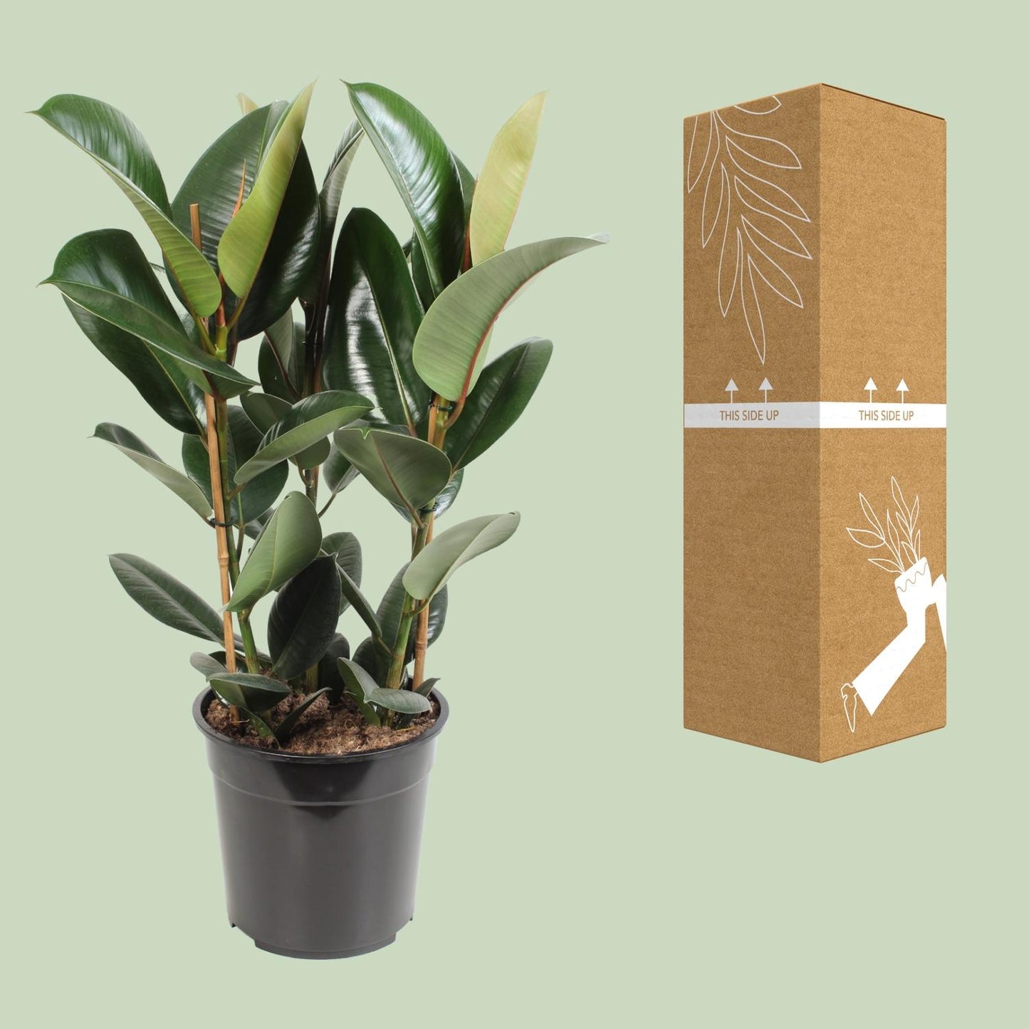 Gummibaum – Ficus Elastica 'Robusta' - ↑35-85 cm - Ø12-27 cm