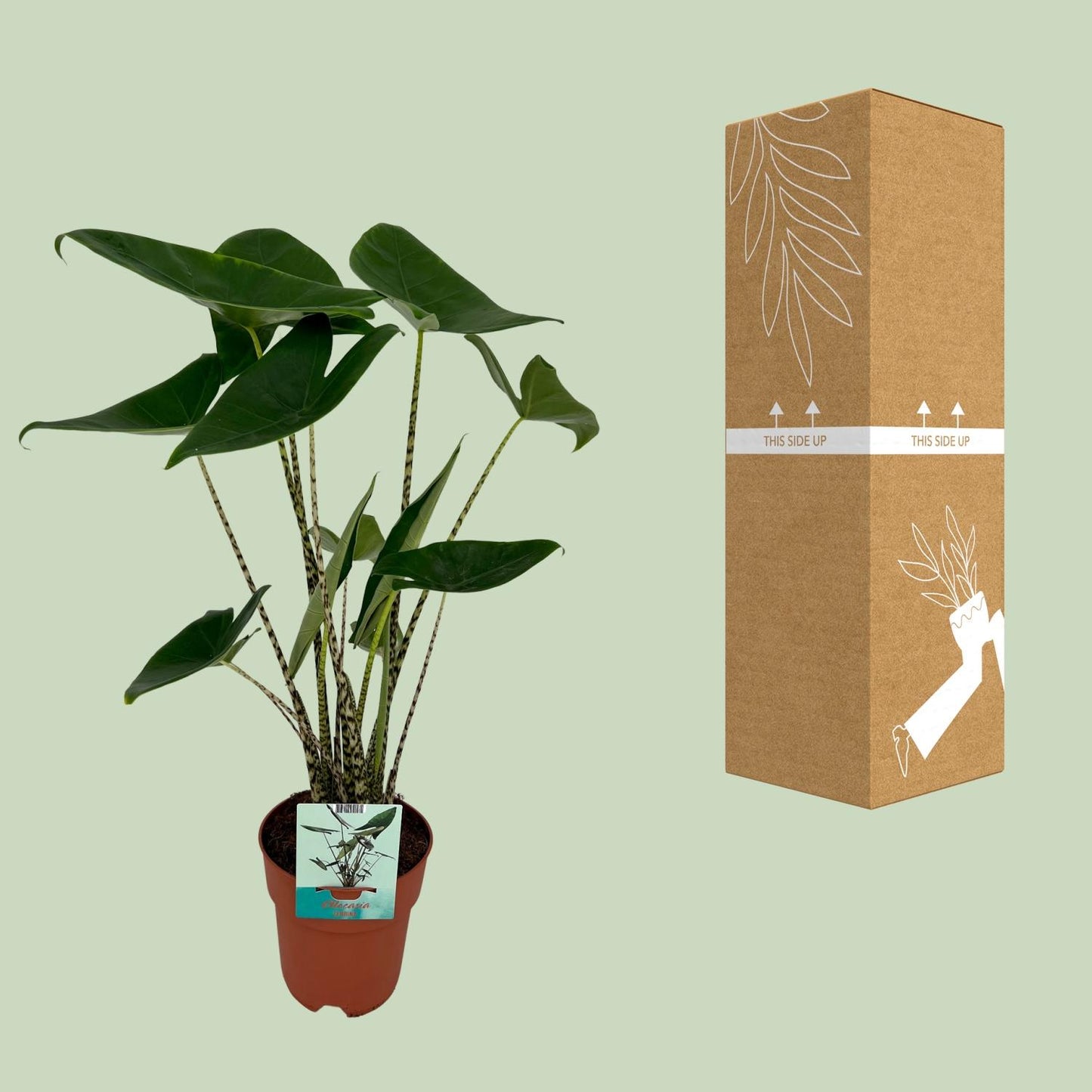 Pfeilblatt – Alocasia zebrina – 75 cm – Ø19 cm - Plantabulous