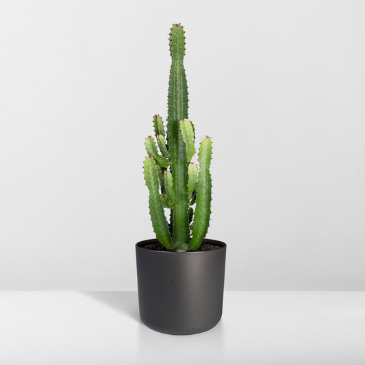 Wolfsmilch – Euphorbia Acrurensis – ↑60 cm – Ø24 cm