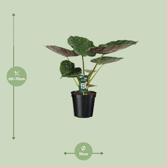 Pfeilblatt – Alocasia wentii – 70 cm – Ø19 cm - Plantabulous