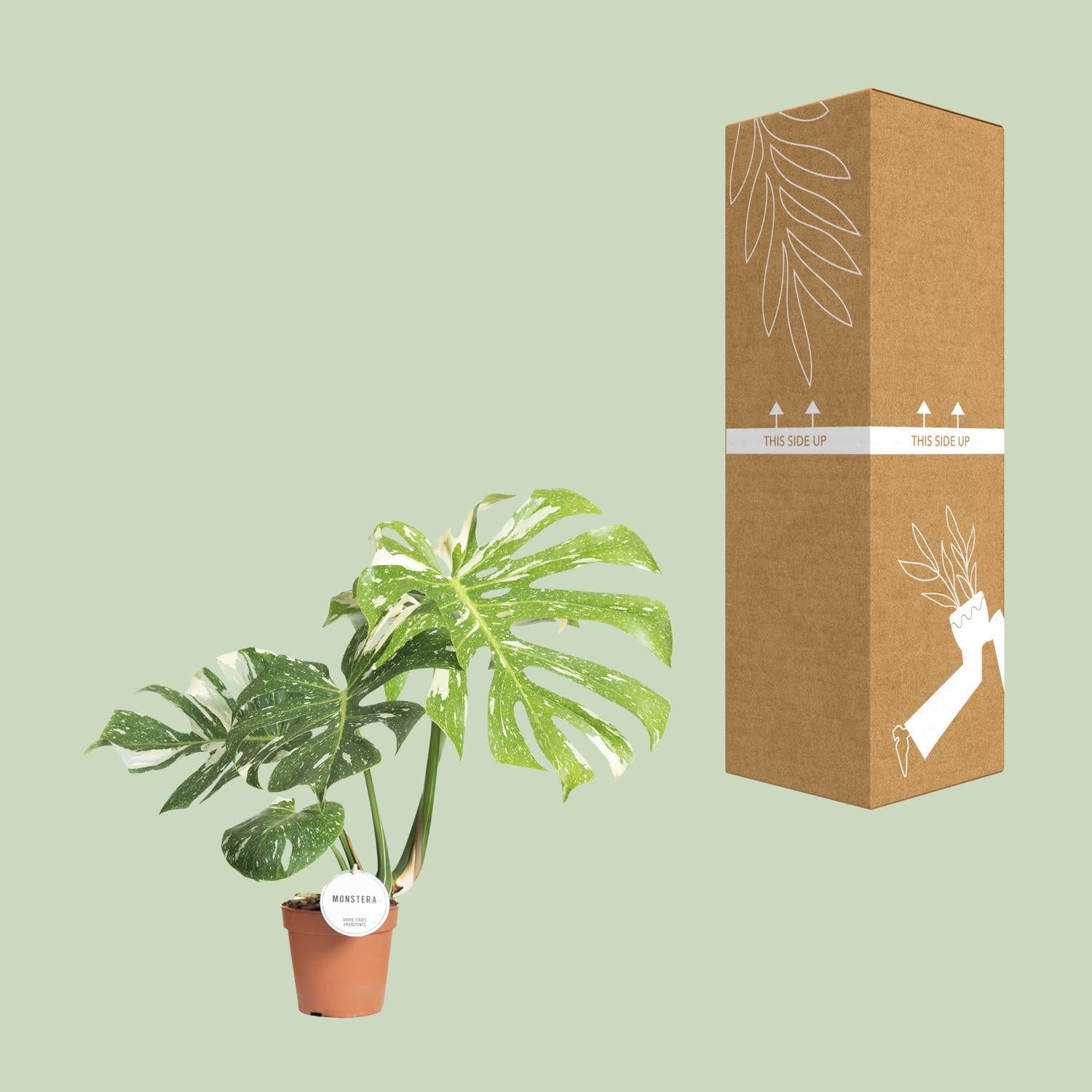 Monstera Thai Constellation - Ø15cm - ↕40-50cm - Plantabulous