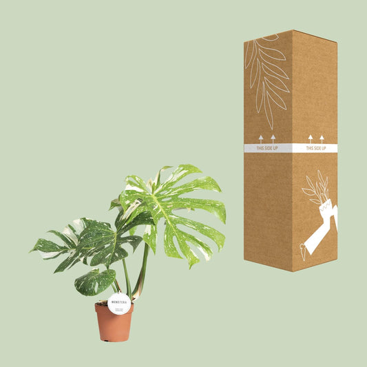 Monstera Thai Constellation - Ø15cm - ↕40-50cm - Plantabulous