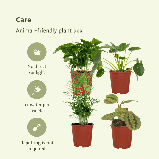Tierfreundliche Pflanzenbox – 4 Pflanzen – 20–40 cm – Ø12 cm - Plantabulous