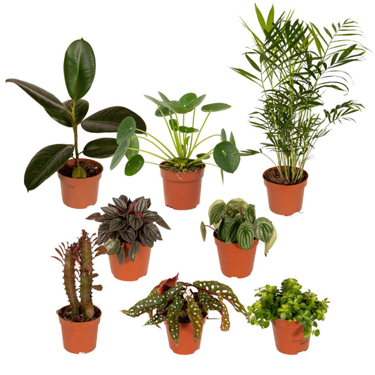 Pflanzen Set – 8 Pflanzen – Ø12 cm - Plantabulous