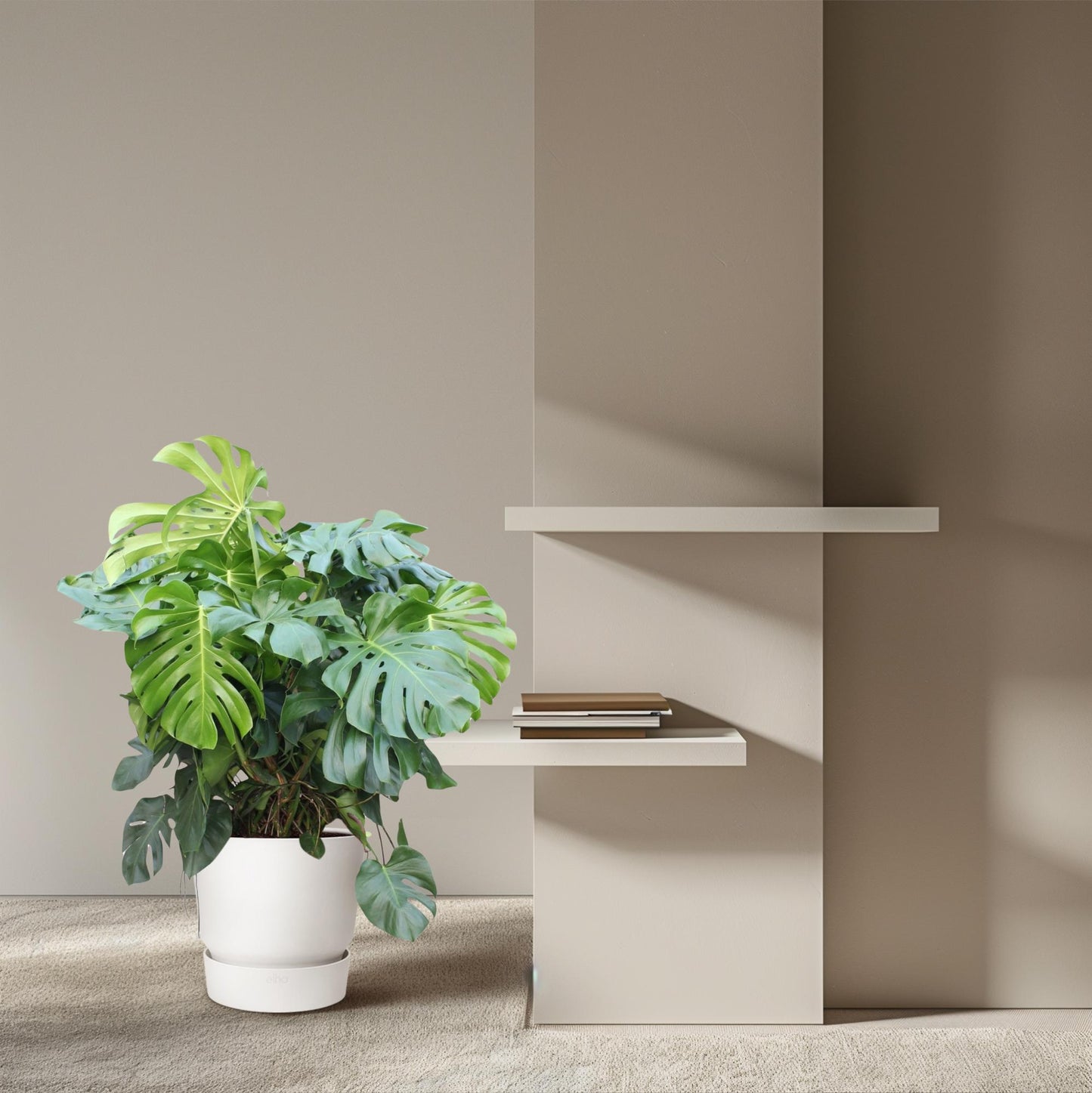 Fensterblatt – Monstera deliciosa – 130 cm – Ø55 cm - Plantabulous