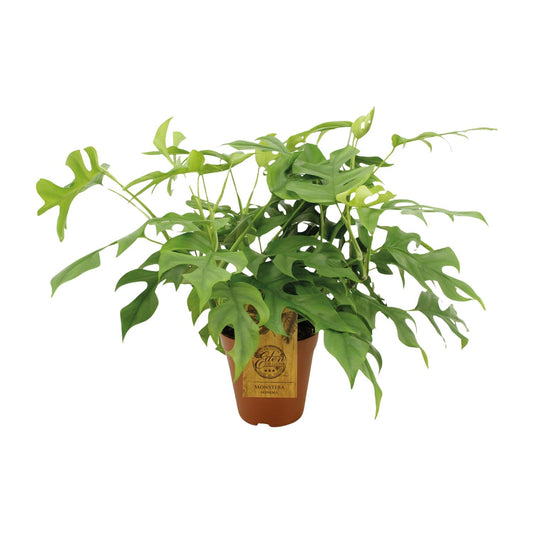 Fensterblatt - Monstera minima - Rhaphidophora tetrasperma – 25 cm – Ø15 cm - Plantabulous