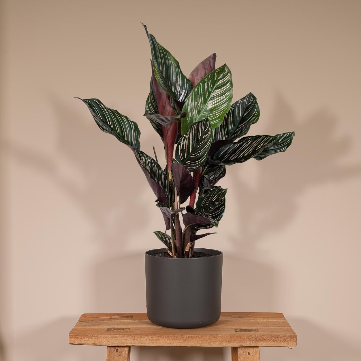 Korbmarante – Calathea ornata – 50 cm – Ø14 cm - Plantabulous