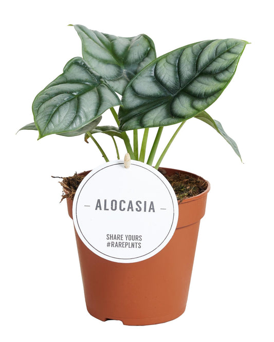 Alocasia Silver Dragon - Ø12cm - ↕25cm - Plantabulous