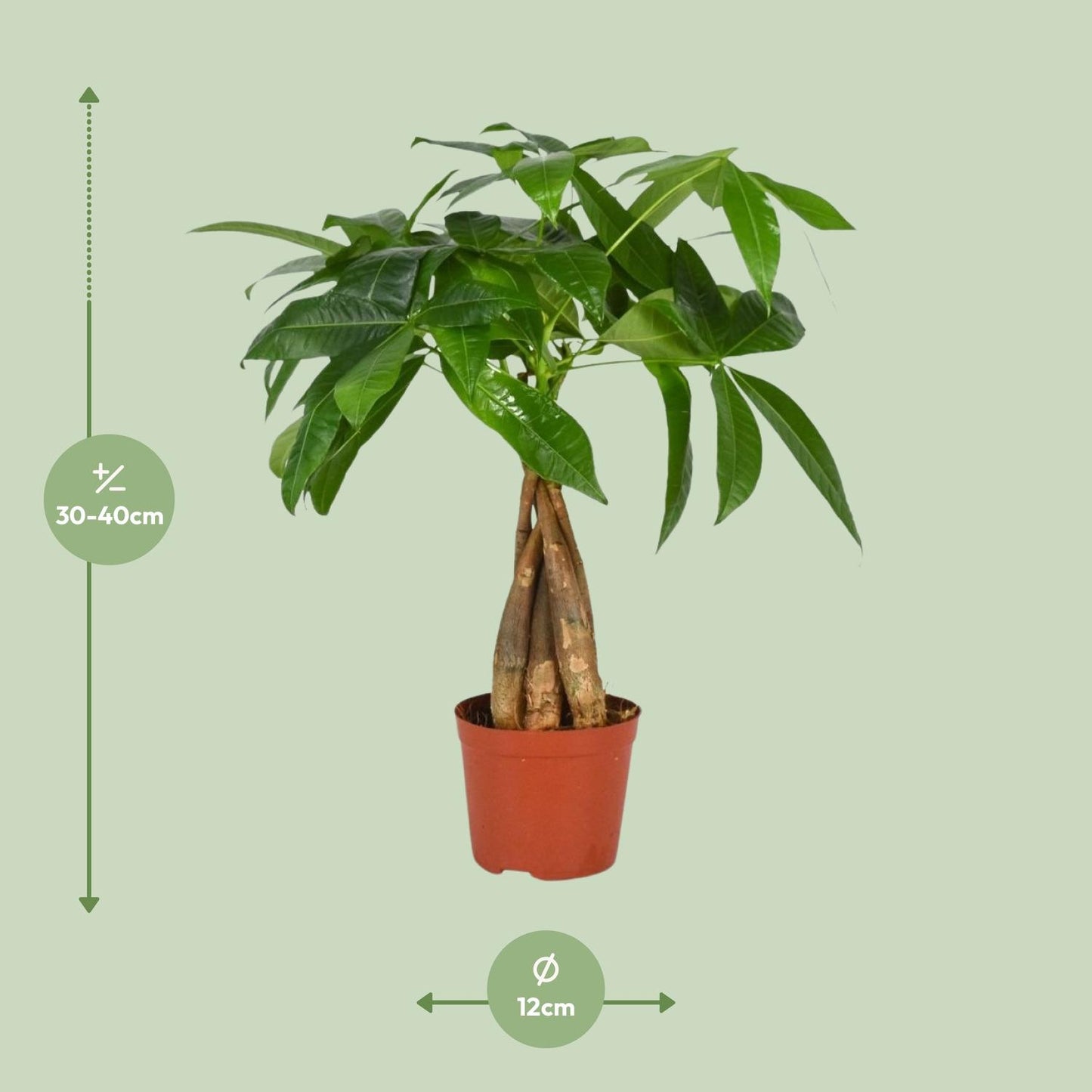 Pachira Aquatica - Ø12cm - ↕35cm - Plantabulous