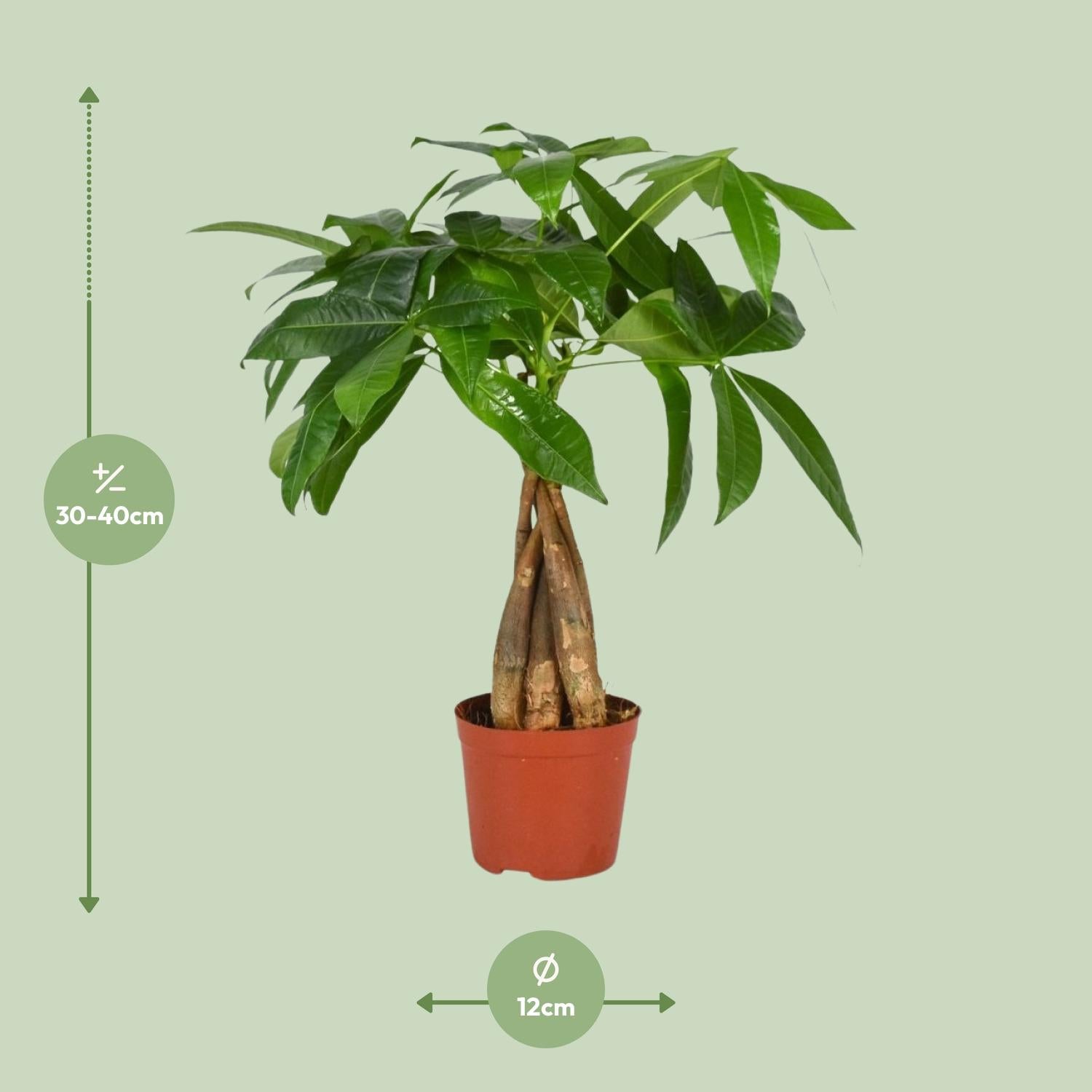 Pachira Aquatica - Ø12cm - ↕35cm - Plantabulous
