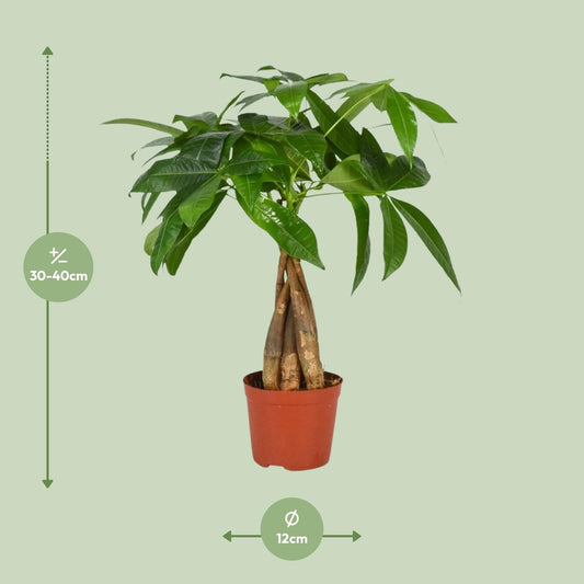 Pachira Aquatica - Ø12cm - ↕35cm - Plantabulous