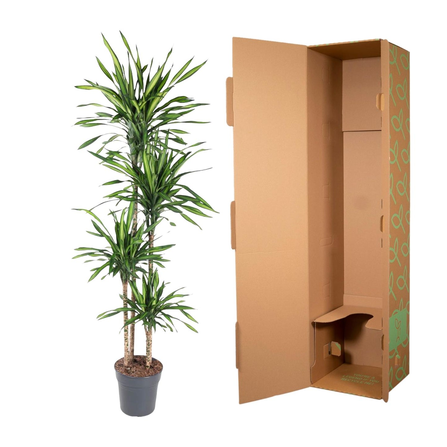 Drachenbaum – Dracaena deremensis 'Riki' – 180 cm – Ø27 cm - Plantabulous