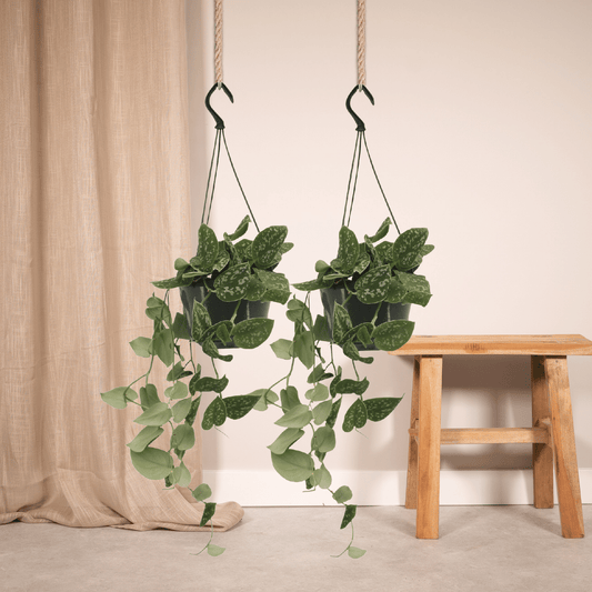 Pflanzen Set – 2 Pflanzen – Efeutute – Scindapsus Pictus (Epipremnum) – ↑20 cm – Ø15 cm