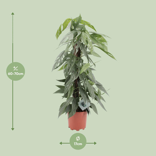 Epipremnum Pinnatum Cebu Blue - Ø17cm - ↕65cm - Plantabulous