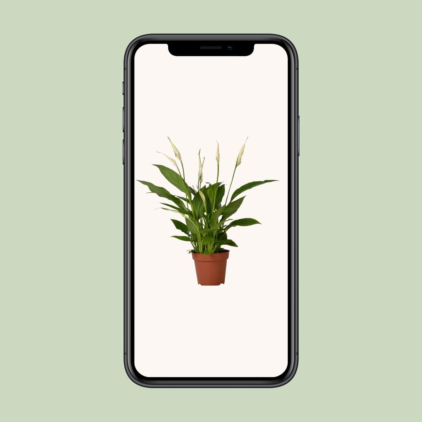 Einblatt – Spathiphyllum 'Bingo Cupido' – ↑45-80 cm – Ø12-19 cm