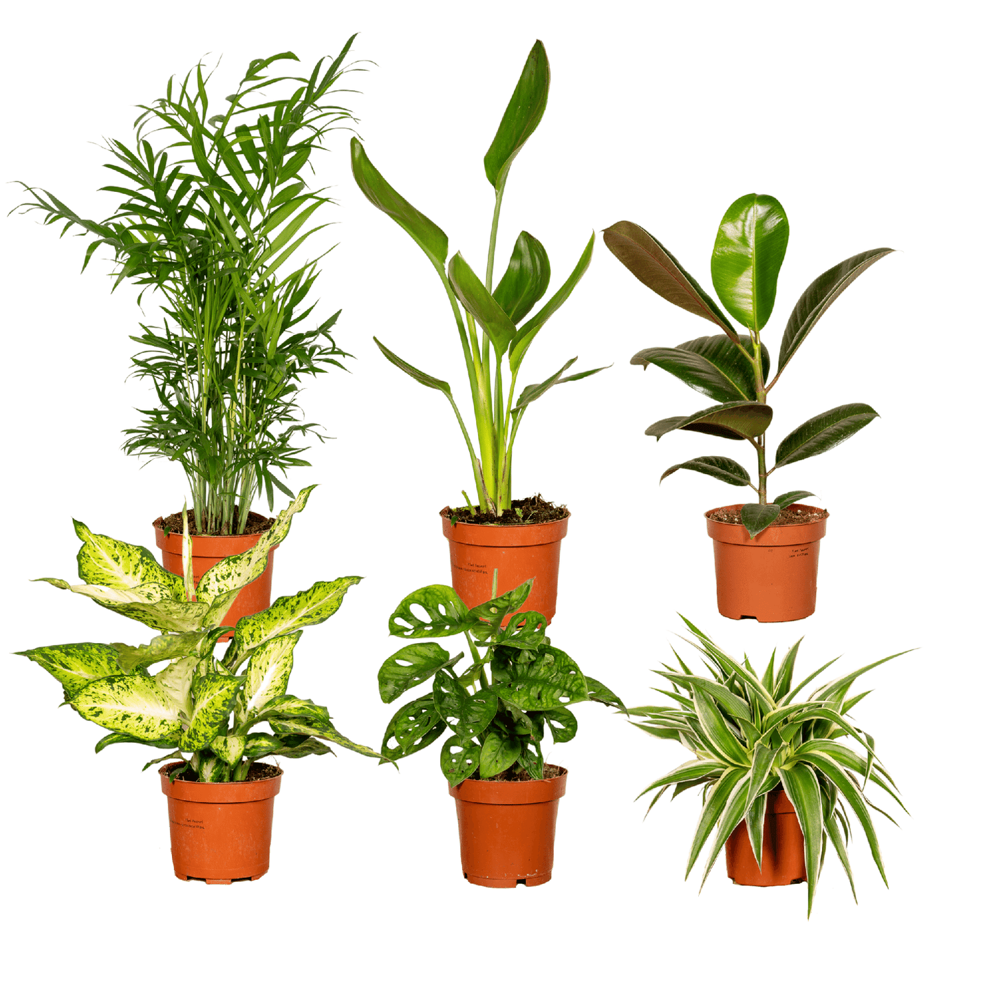Überraschungsbox – 6 Pflanzen – 25 cm – Ø12 cm - Plantabulous