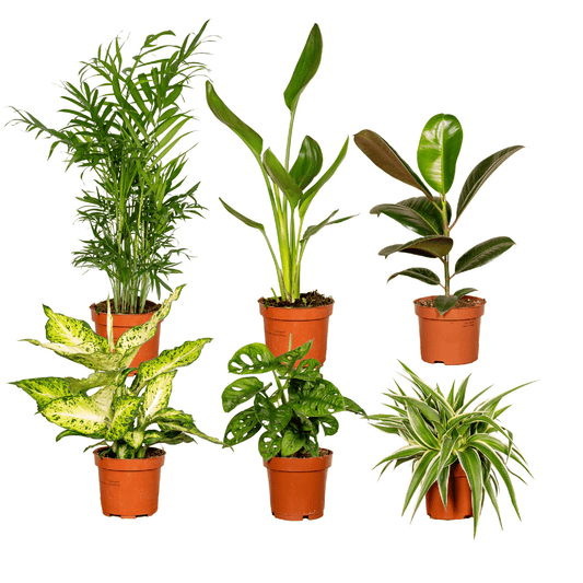 Überraschungsbox – 6 Pflanzen – 25 cm – Ø12 cm - Plantabulous