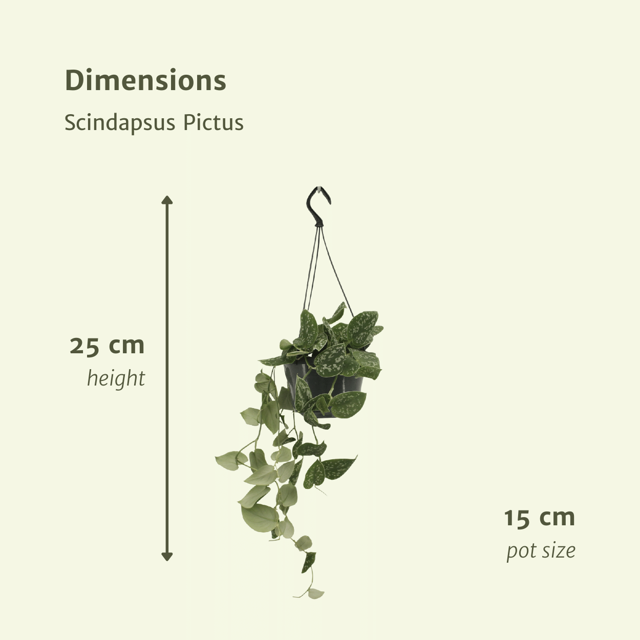 Pflanzen Set – 2 Pflanzen – Efeutute – Scindapsus Pictus (Epipremnum) – ↑20 cm – Ø15 cm