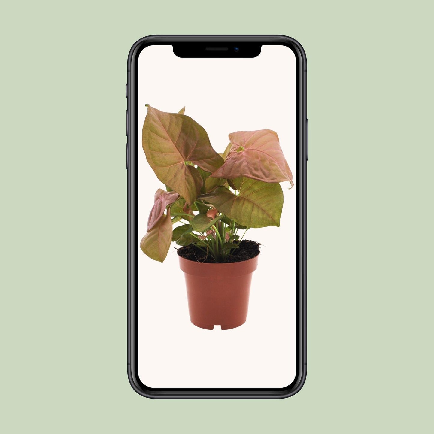 Purpurtute – Syngonium 'Neon' – ↑25 cm – Ø12 cm
