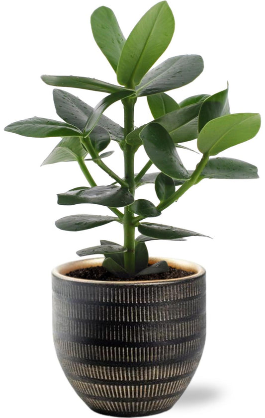 Clusia Rosea Princess - Ø12cm - ↕15cm + Beau Pot D14x13cm - Schwarz - Plantabulous