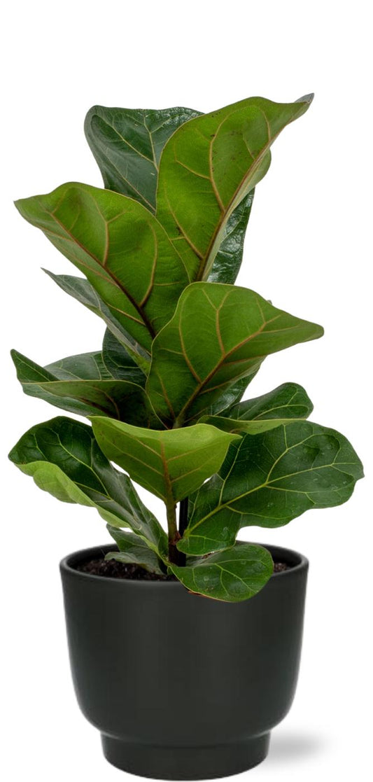 Ficus Lyrata - Ø12cm - ↕30cm + Potenza Pot D13x11cm - Schwarz - Plantabulous