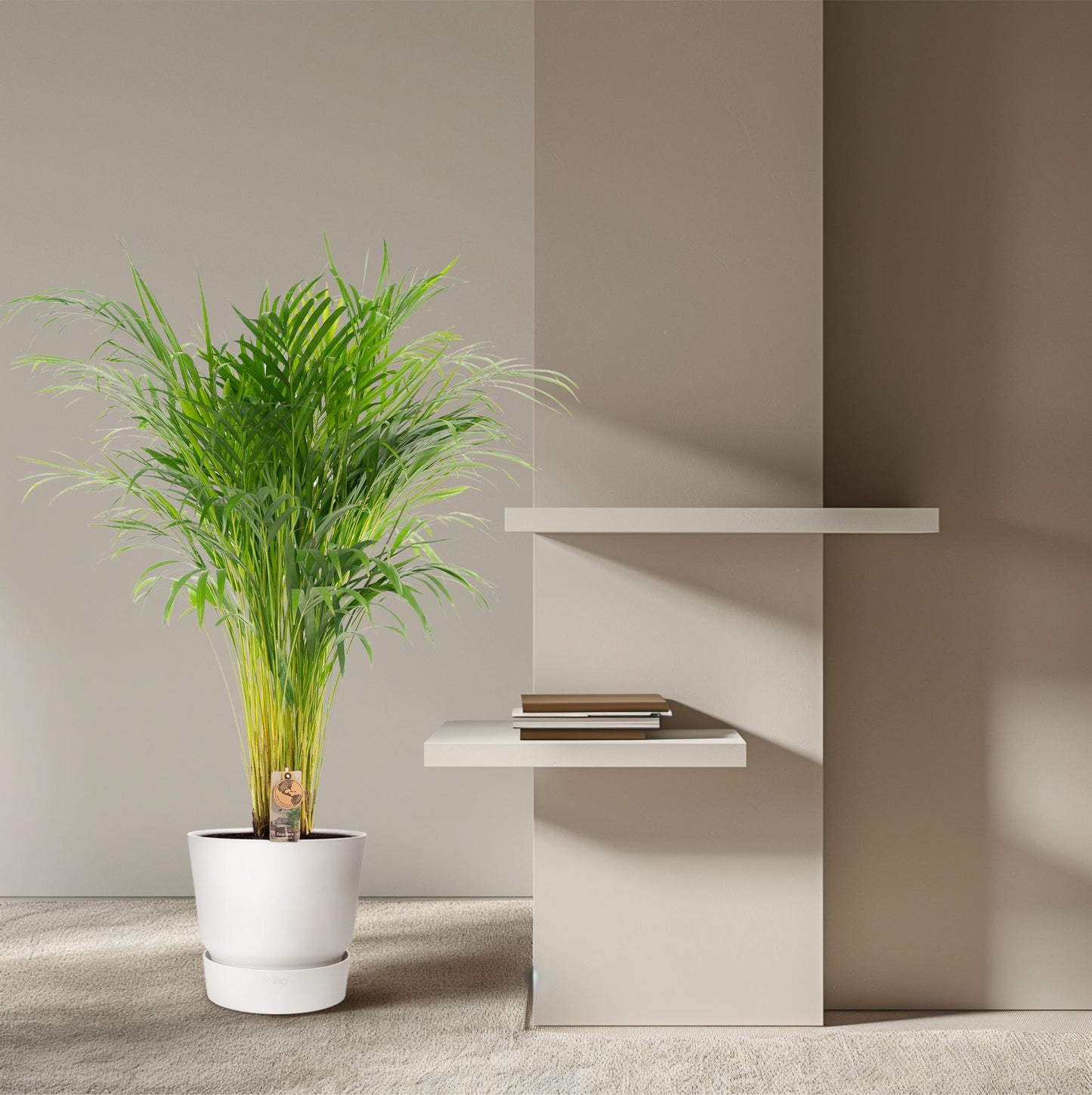 Areca Palme - Dypsis Lutescens - 110cm - Ø21cm - Plantabulous