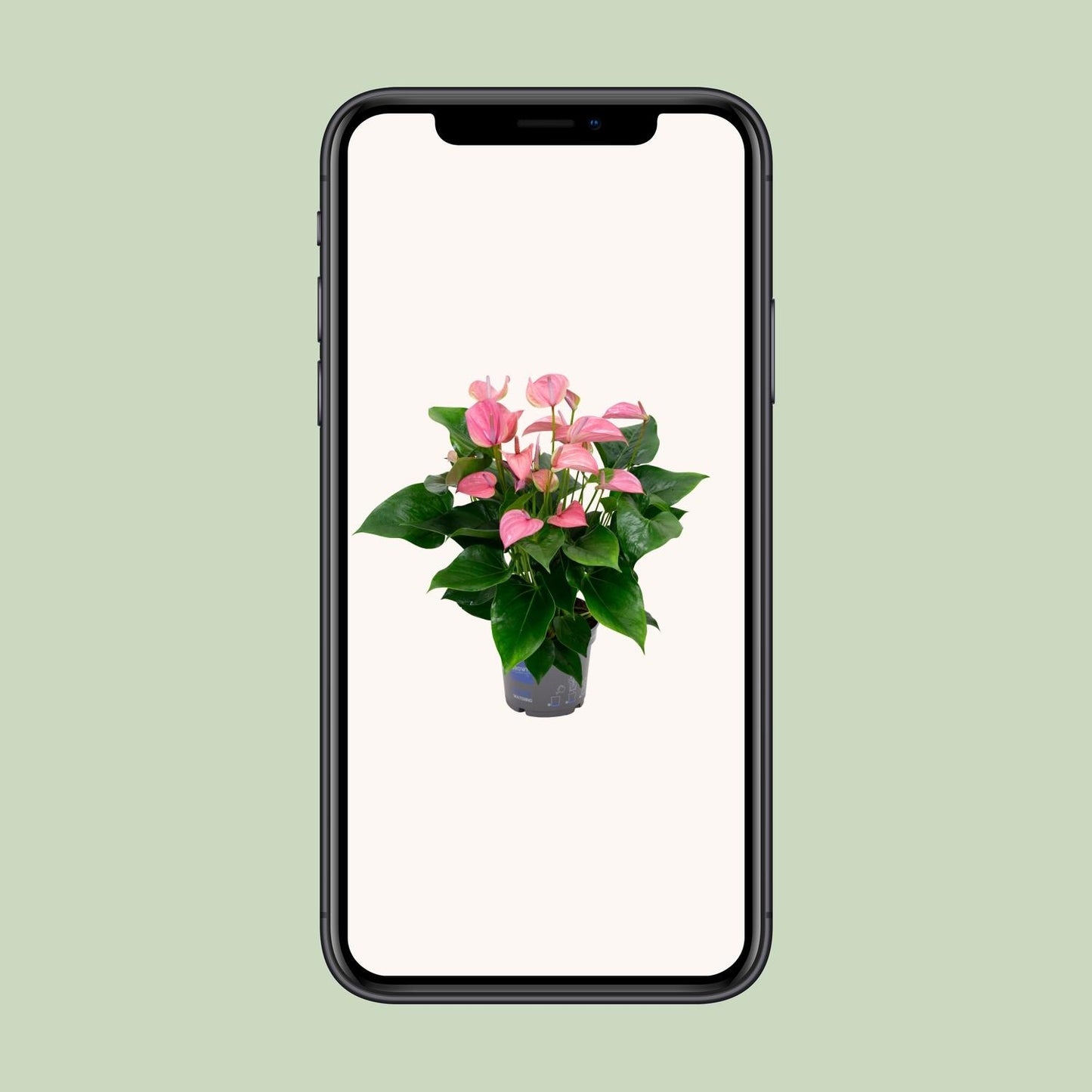 Flamingoblume – Anthurium 'Karma Joli' – ↑55 cm – Ø17 cm