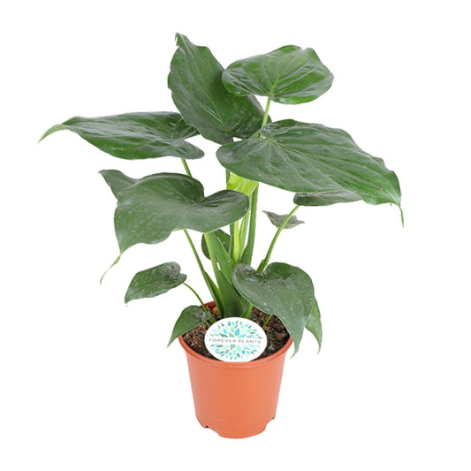 Alocasia Cucullata - Ø21cm - ↕80cm - Plantabulous