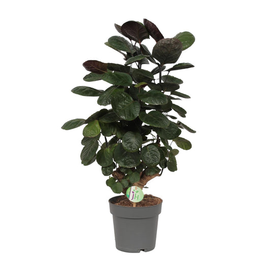 Aralienbaum – Polyscias Scutellaria 'Fabian' – ↑60 cm – Ø19 cm