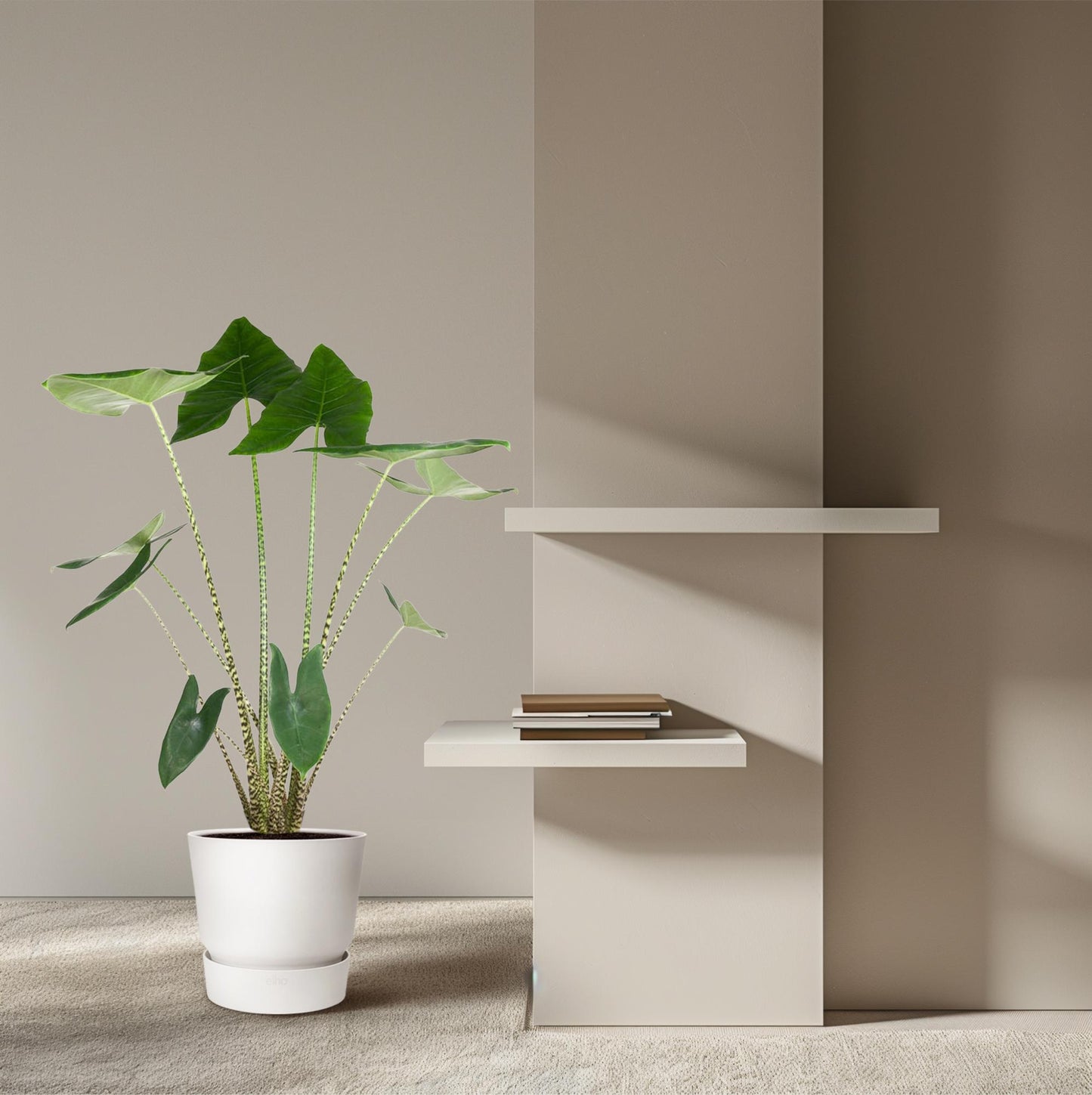 Pfeilblatt – Alocasia zebrina – 130 cm – Ø32 cm - Plantabulous