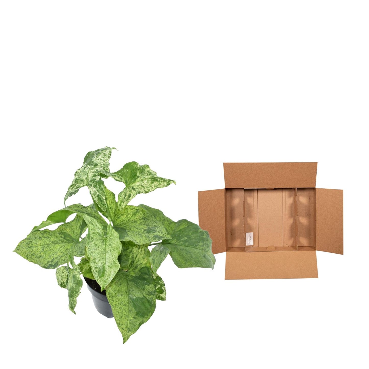 Pfeilblatt – Syngonium podophyllum 'Mottled' – 25 cm – Ø12 cm - Plantabulous