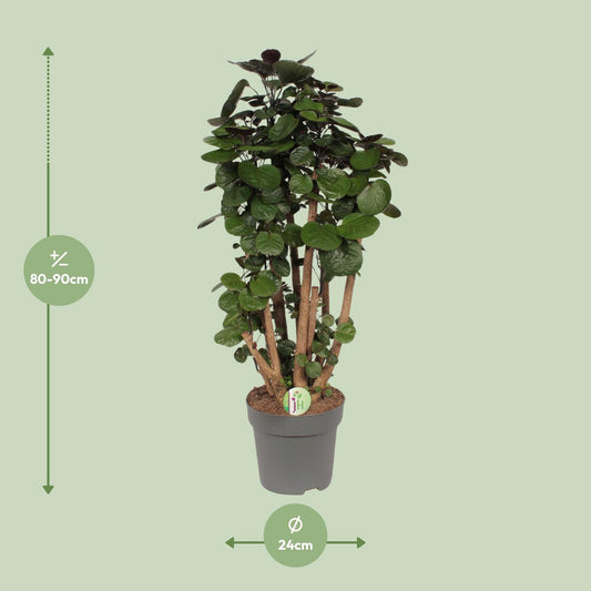 Zimmeraralie – Polyscias 'Fabian' – ↑90 cm – Ø24 cm
