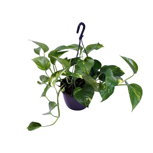 Scindapsus Pictus Trebie - Ø15cm - ↕30cm - Plantabulous