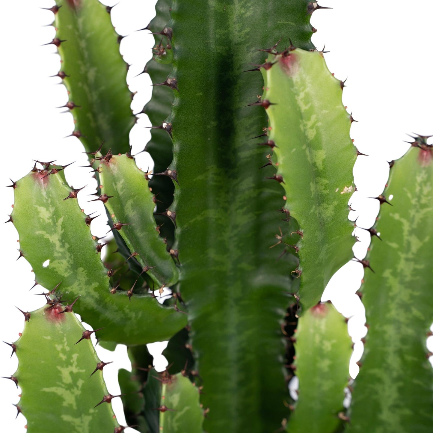 Wolfsmilch – Euphorbia Acrurensis – ↑60 cm – Ø24 cm
