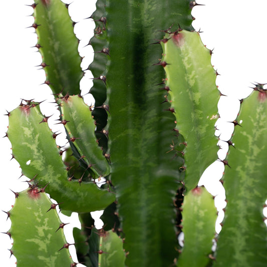 Wolfsmilch – Euphorbia Acrurensis – ↑60 cm – Ø24 cm