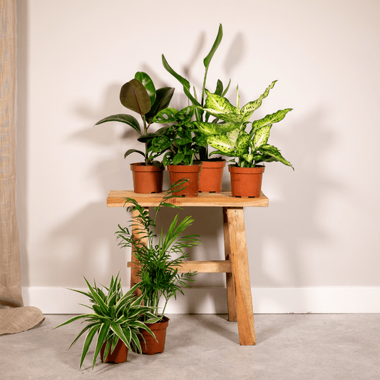 Überraschungsbox – 6 Pflanzen – 25 cm – Ø12 cm - Plantabulous