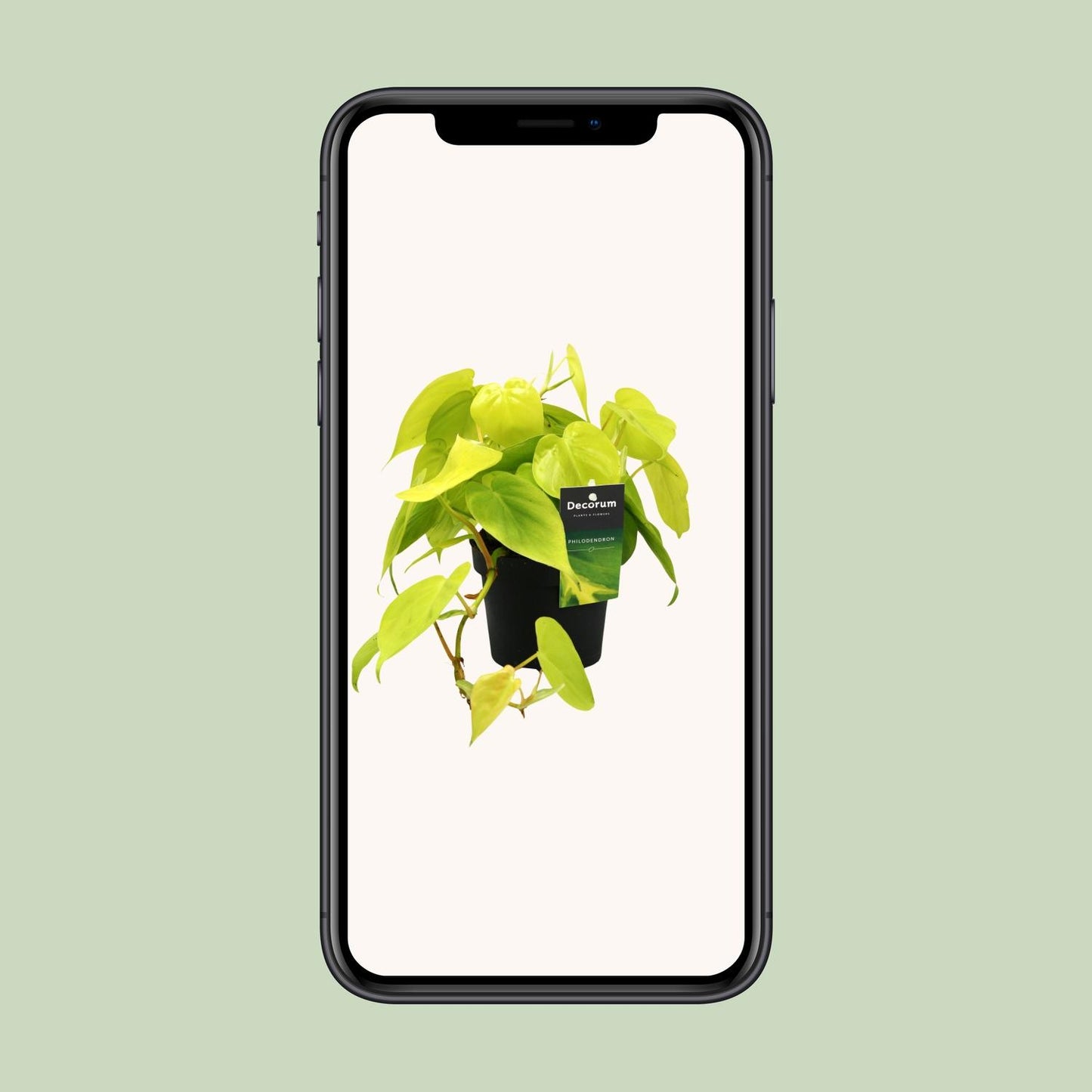 Philodendron – Philodendron 'Lime' – ↑20 cm – Ø12 cm