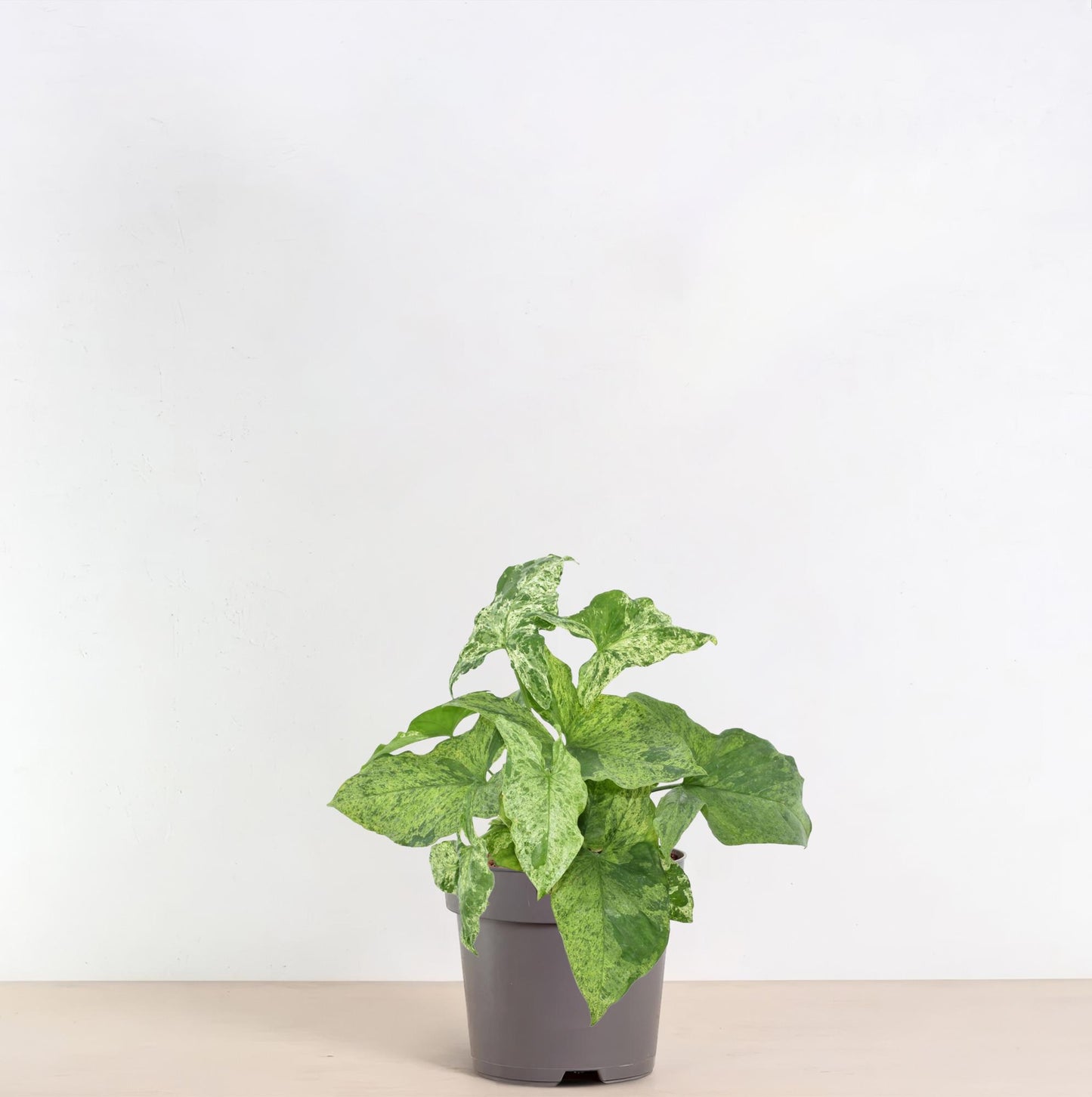 Pfeilblatt – Syngonium podophyllum 'Mottled' – 25 cm – Ø12 cm - Plantabulous